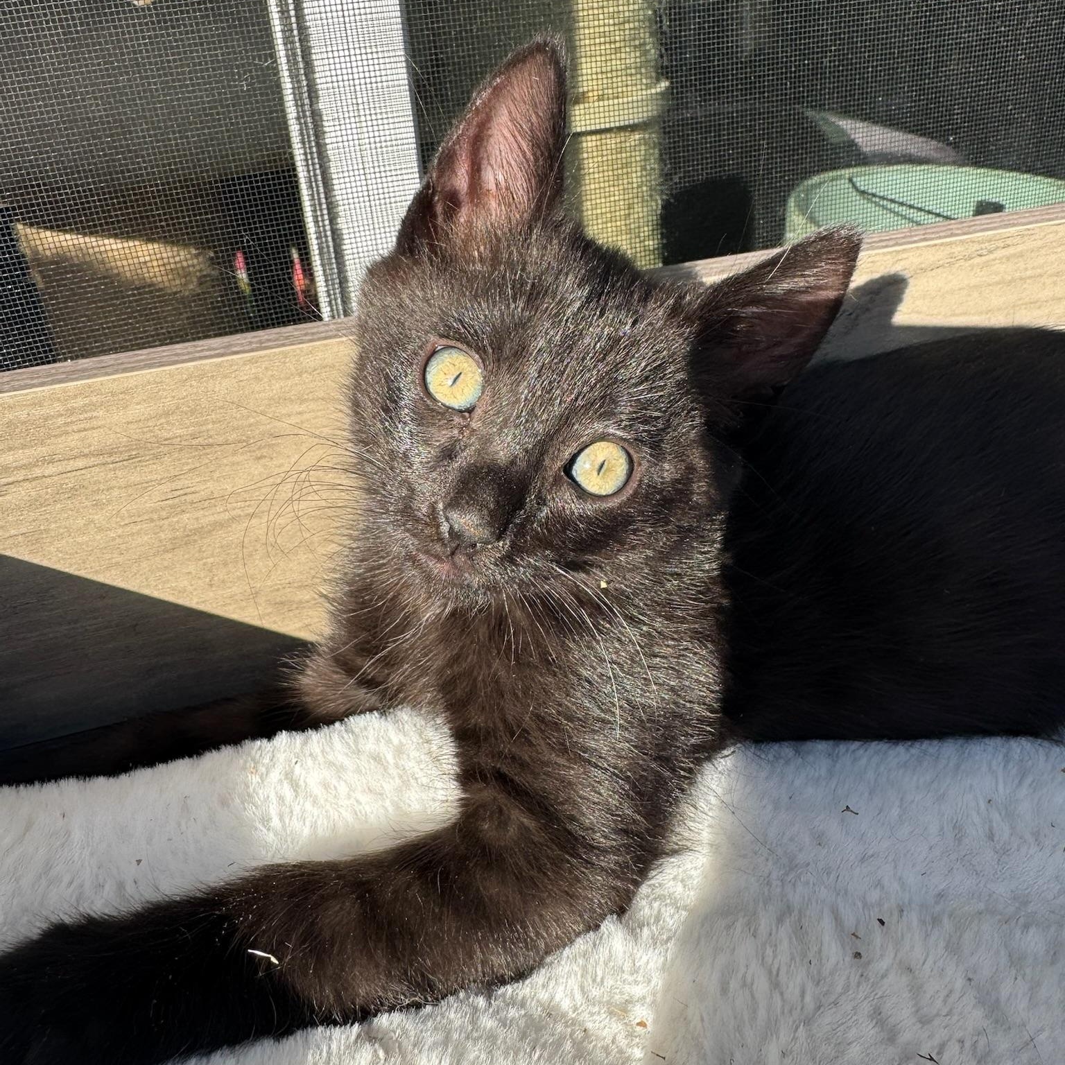 Enlarge Tegi - male kitten, a ADOPTABLE Domestic Medium Hair in San Francisco, CA image 1/6