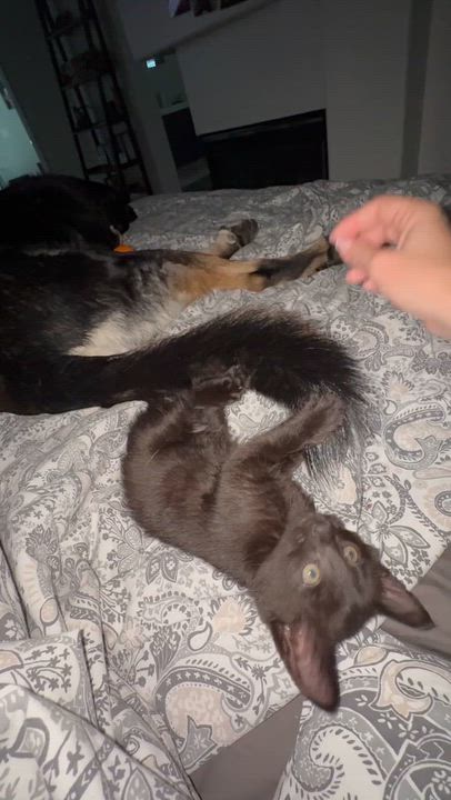 Enlarge Tegi - male kitten, a ADOPTABLE Domestic Medium Hair in San Francisco, CA video 6/6