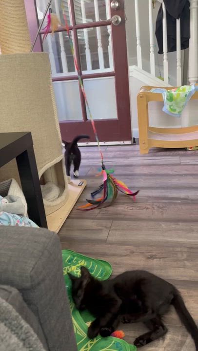 Enlarge Tegi & Felix - bonded male kittens, a ADOPTABLE Domestic Short Hair in San Francisco, CA video 3/6