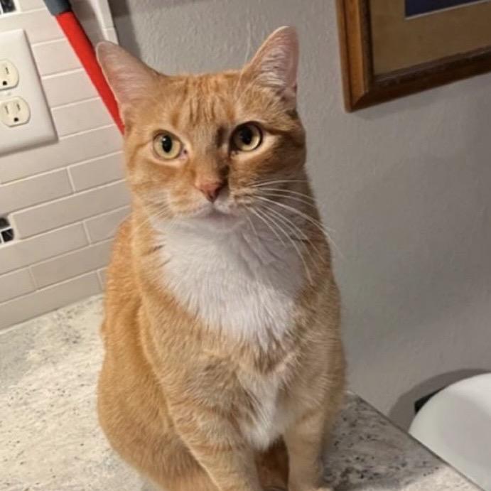 Prince, a Adoptable Domestic Short Hair in Mankato, MN image 2/3