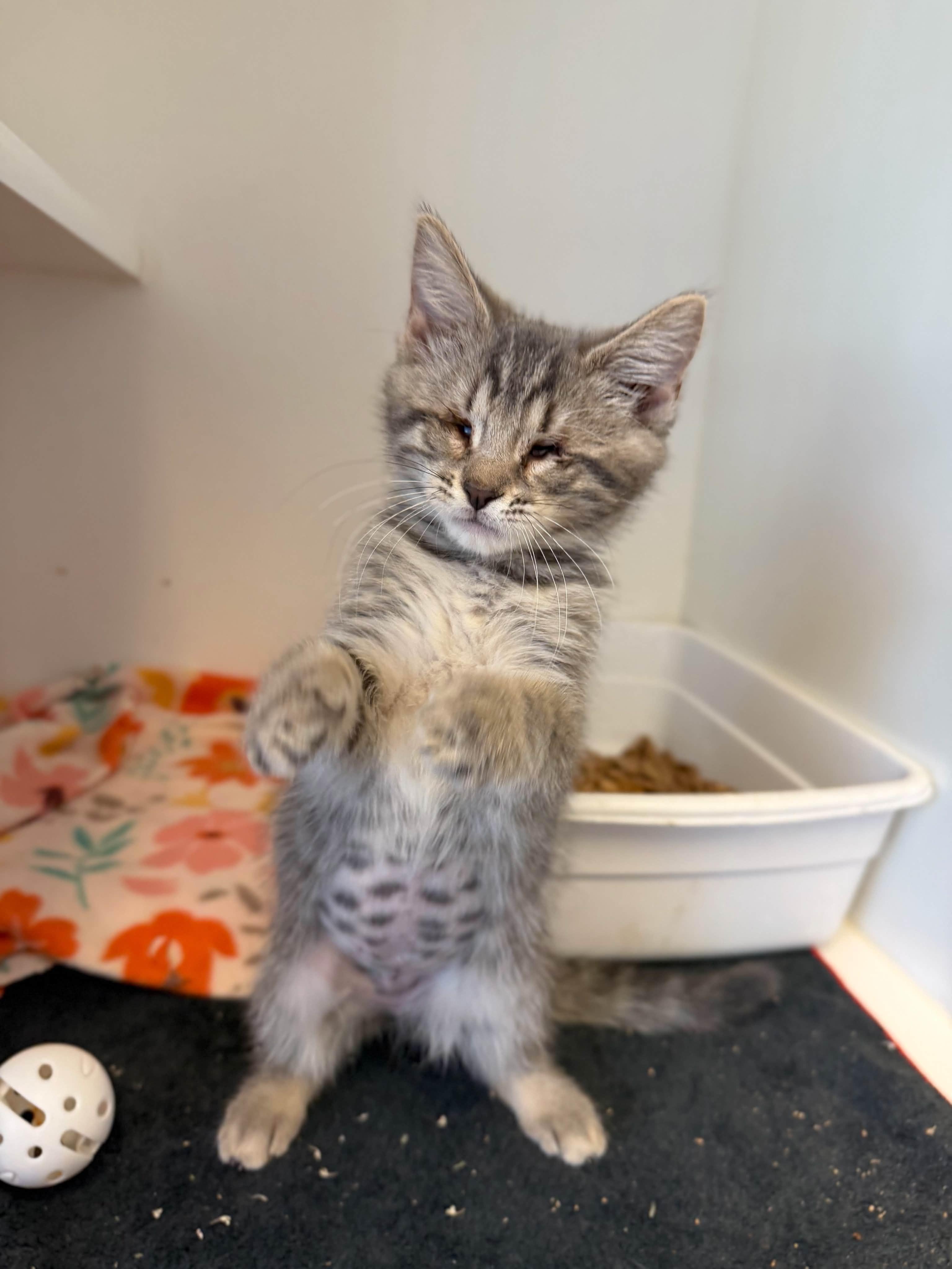 Enlarge Ktten, an adopted Domestic Medium Hair in Grants Pass, OR image 3/3
