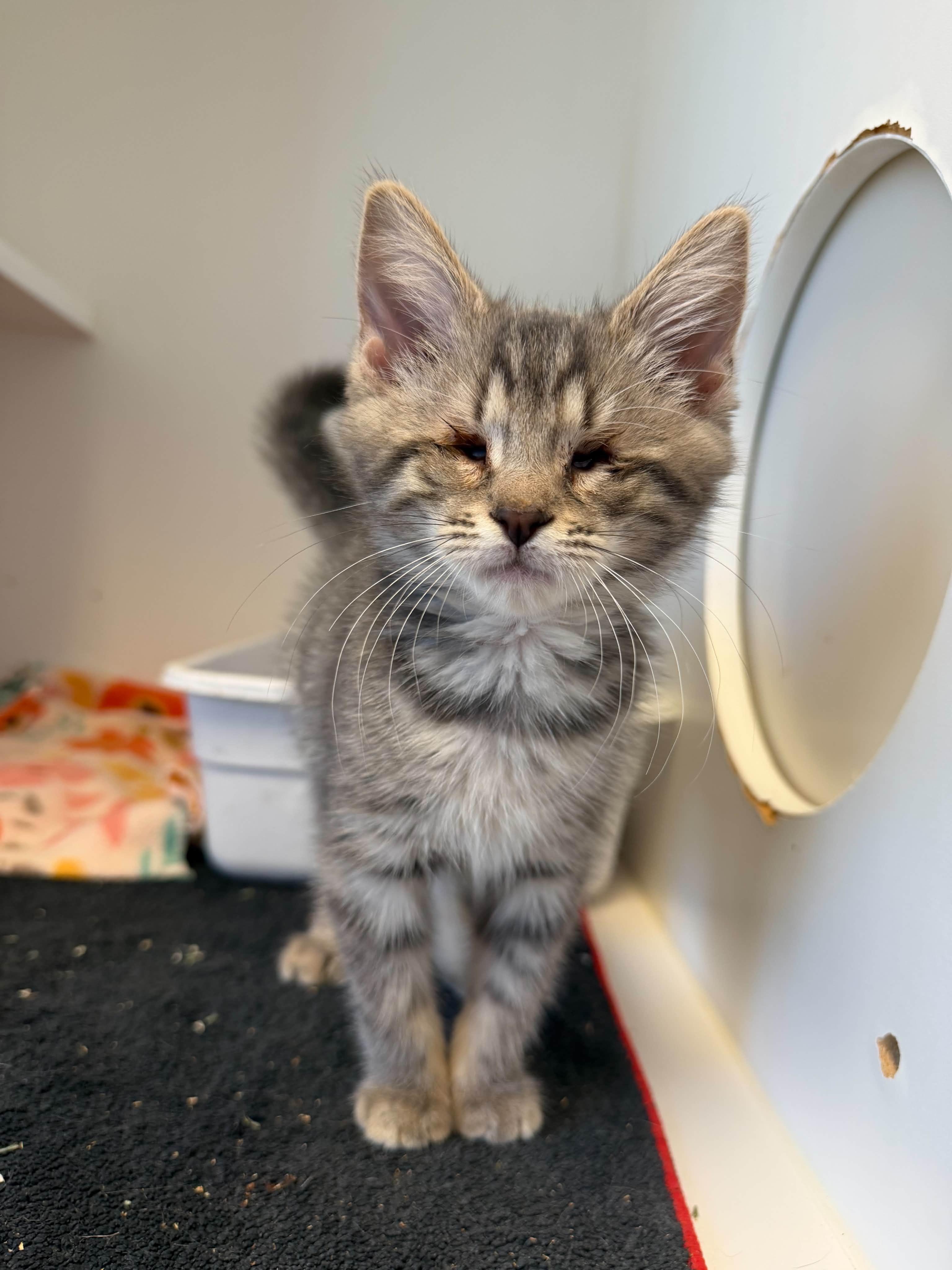 Enlarge Ktten, an adopted Domestic Medium Hair in Grants Pass, OR image 2/3