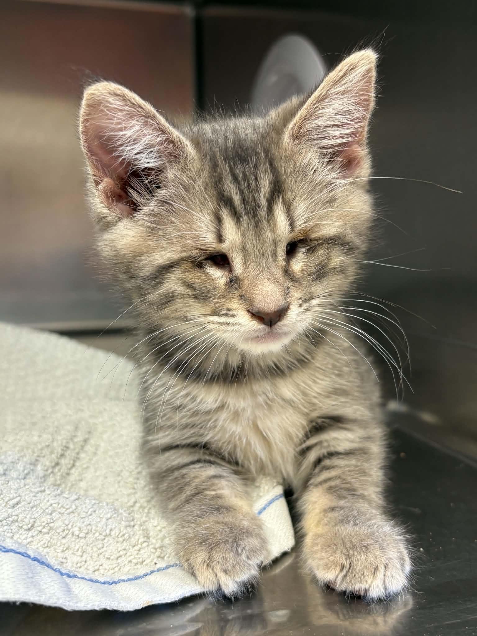 Enlarge Ktten, an adopted Domestic Medium Hair in Grants Pass, OR image 1/3