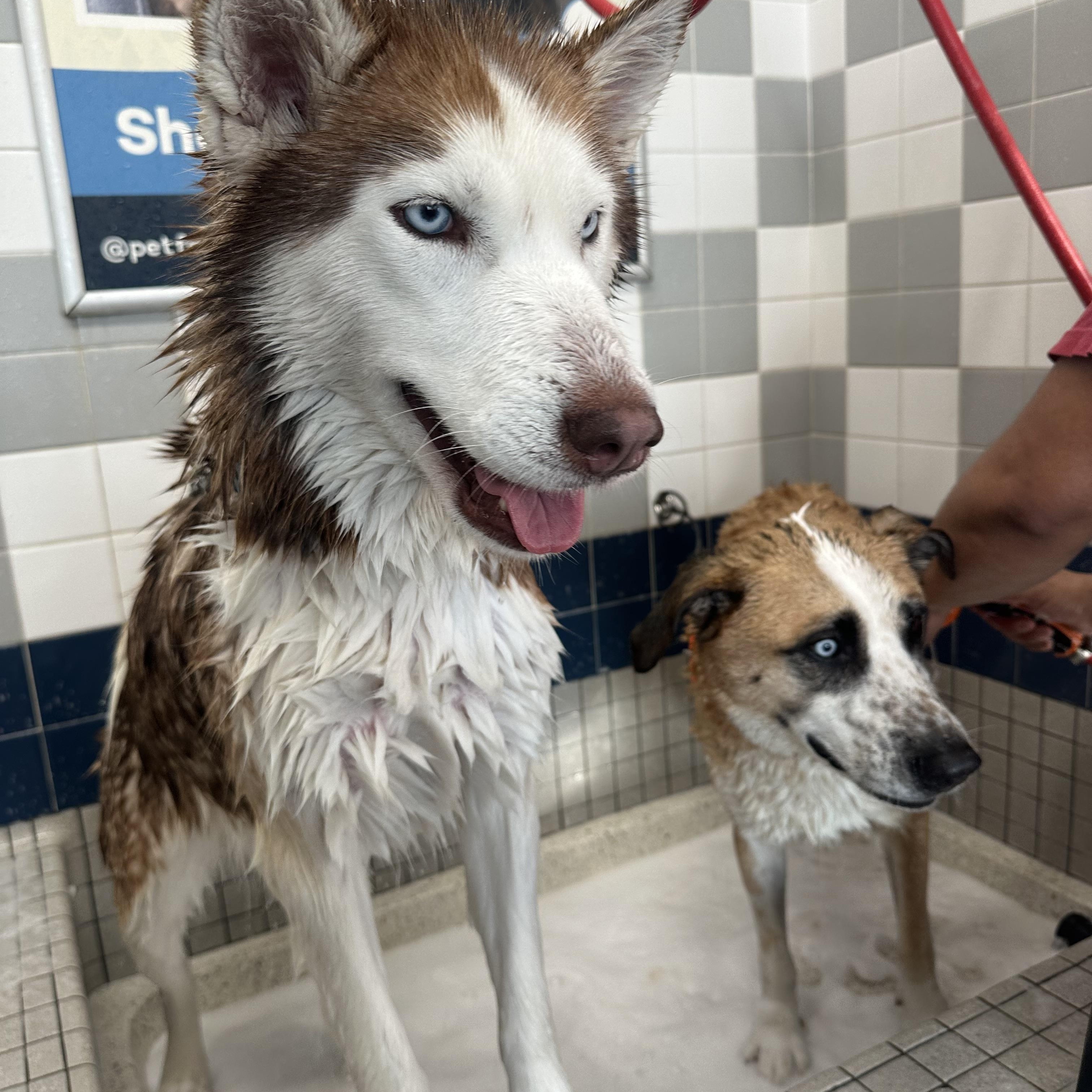 Enlarge Luna, a Adoptable Husky in Pasadena, CA image 4/6