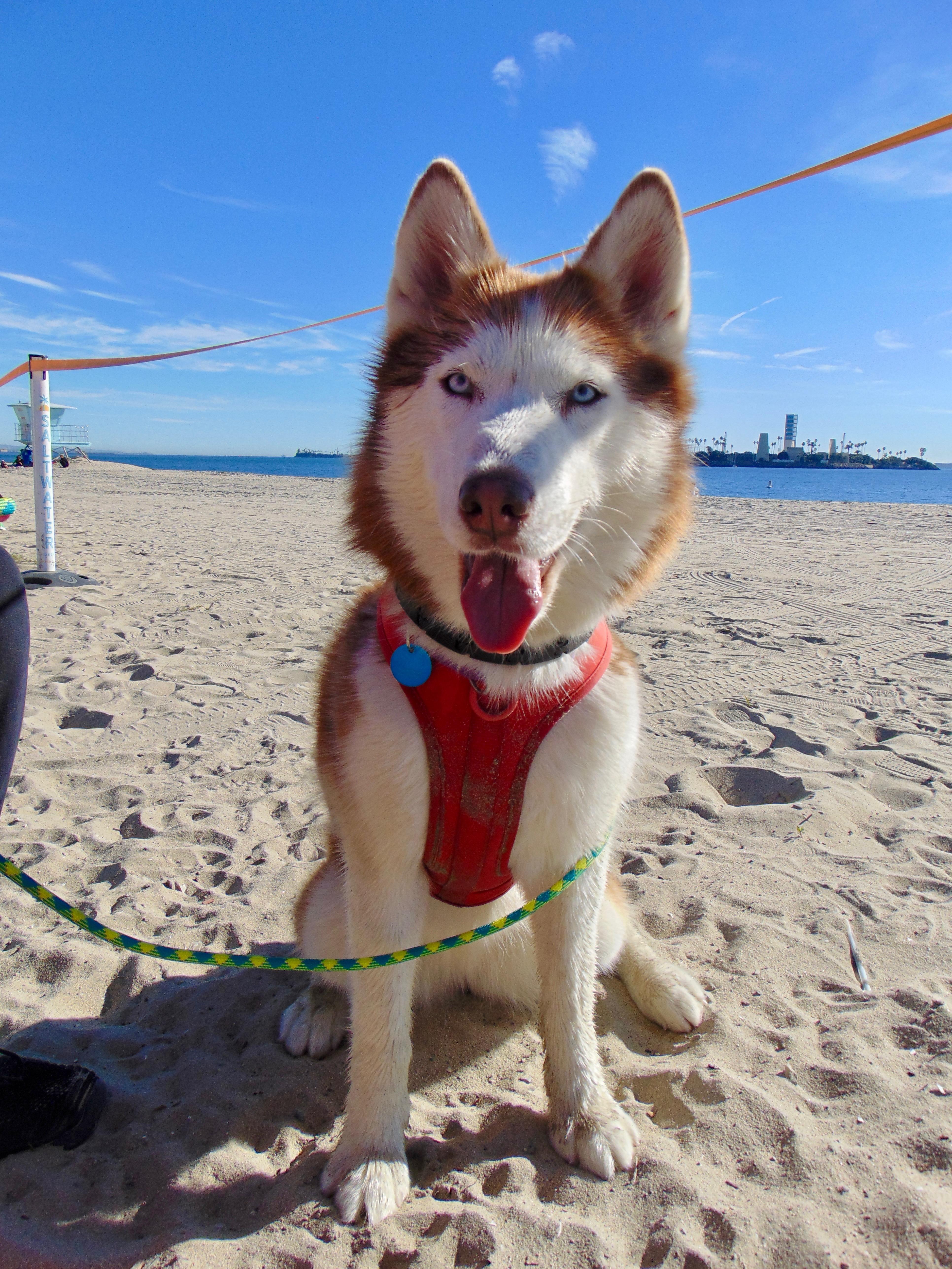Luna, Adoptable, Adult Female Husky.