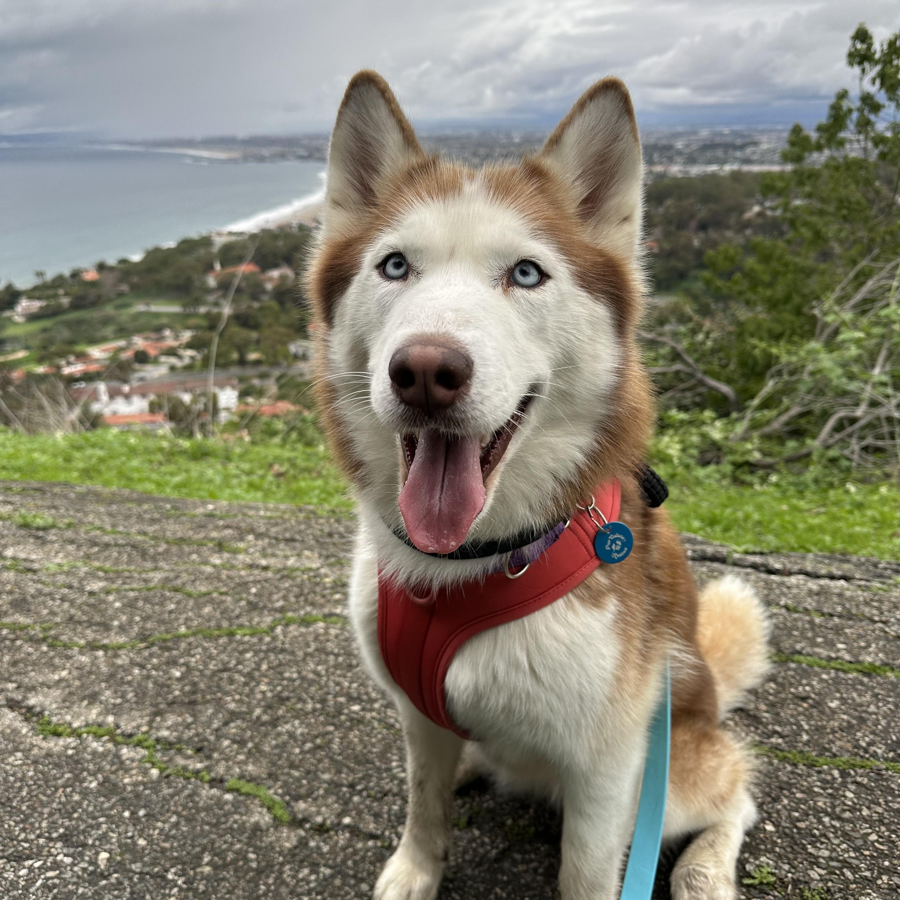 Enlarge Luna, a Adoptable Husky in Pasadena, CA image 3/6
