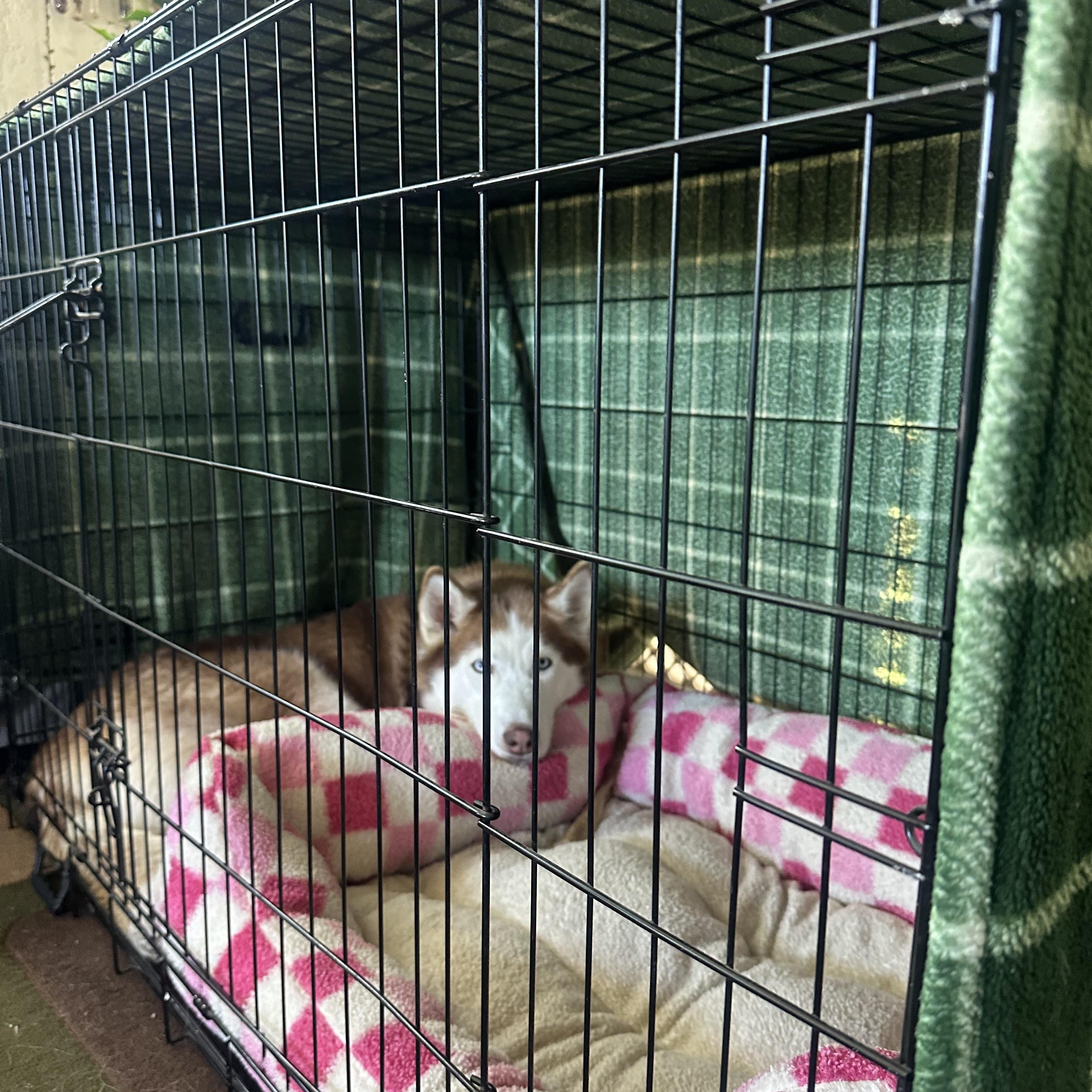 Enlarge Luna, a Adoptable Husky in Pasadena, CA image 6/6