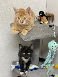 Cheddar and Colby (Bonded Pair), an adoptable Domestic Short Hair in Pasco, WA, 99301 | Photo Image 3