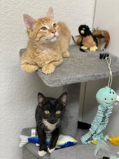 Cheddar and Colby (Bonded Pair), an adoptable Domestic Short Hair in Pasco, WA, 99301 | Photo Image 2