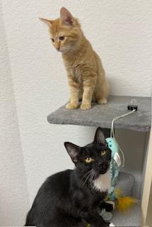 Cheddar and Colby (Bonded Pair), an adoptable Domestic Short Hair in Pasco, WA, 99301 | Photo Image 4