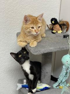 Cheddar and Colby (Bonded Pair), an adoptable Domestic Short Hair in Pasco, WA, 99301 | Photo Image 1