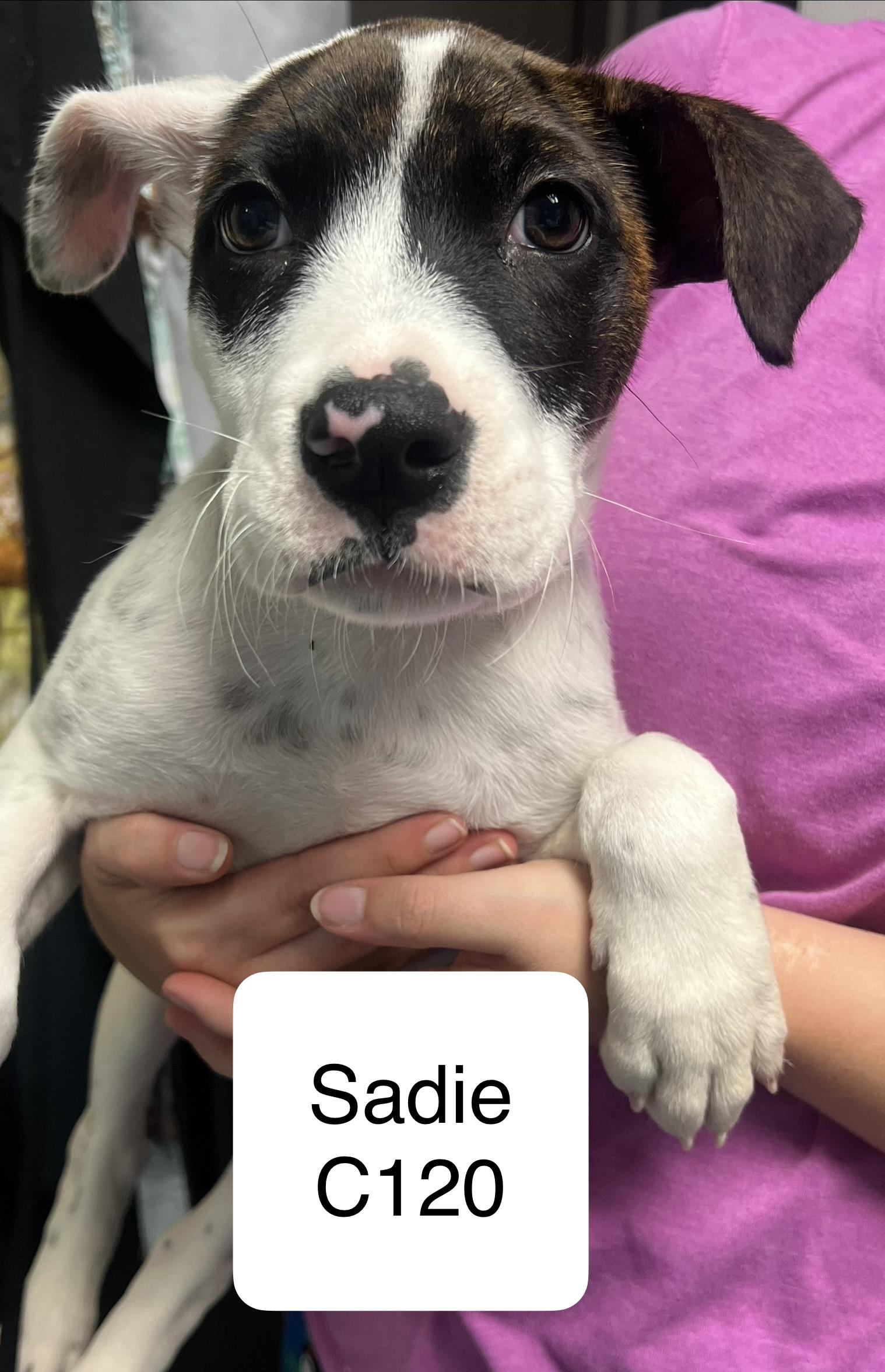 Enlarge Sadie, a Adoptable mixed breed in Morganton, NC image 1/1