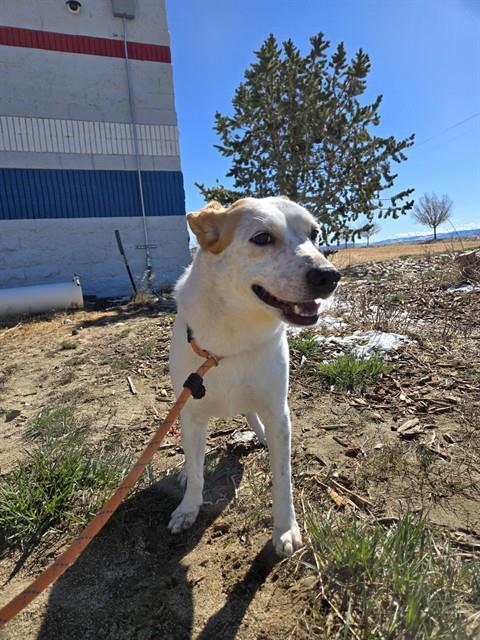 Enlarge RUFUS, a Adoptable mixed breed in Casper, WY image 1/1