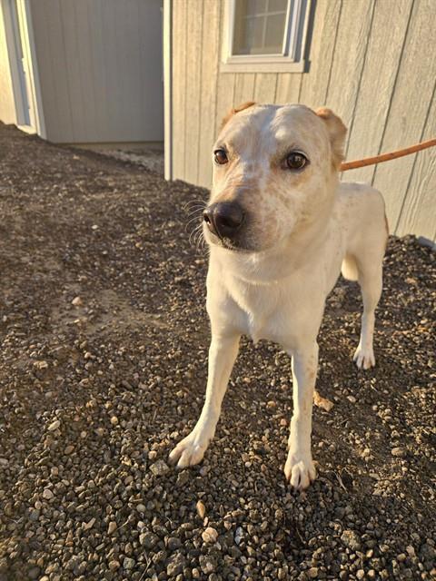 Enlarge RUFUS, a Adoptable mixed breed in Casper, WY image 1/1