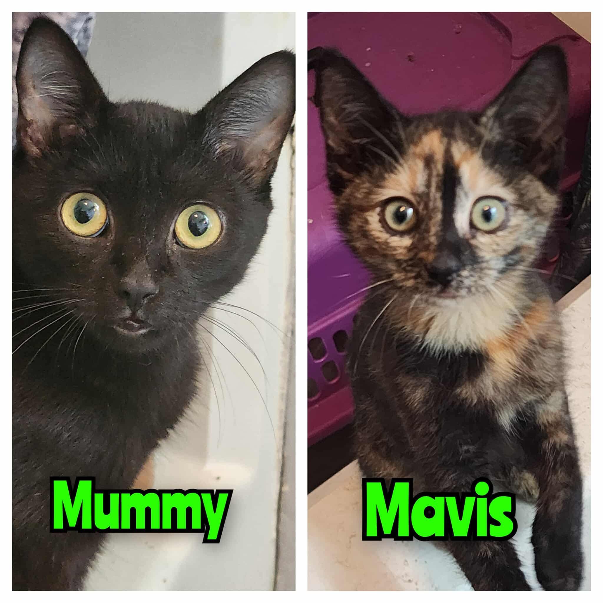 Mama Mummy & her kittens
