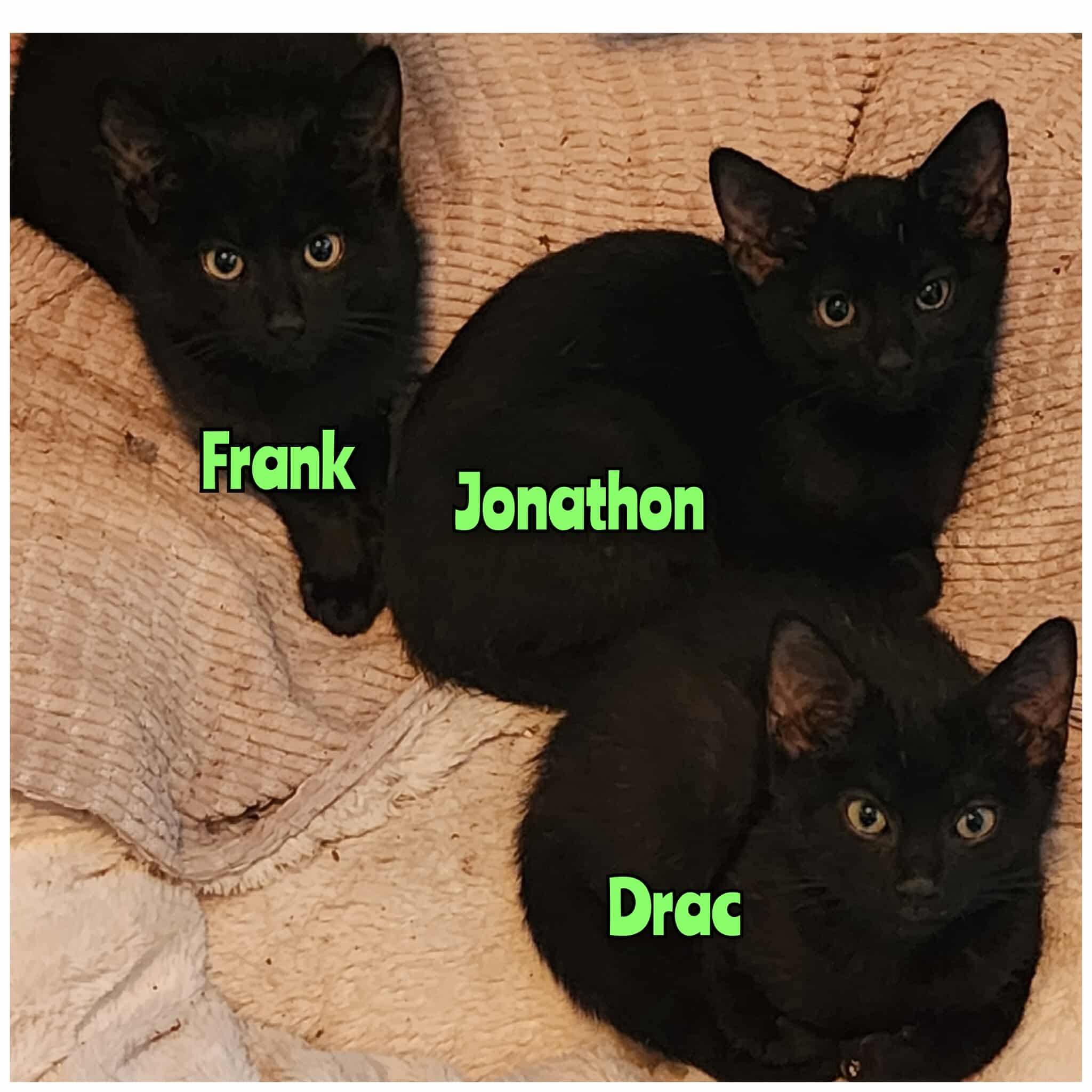 Mama Mummy & her kittens