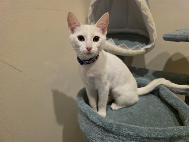 CLOUD, Adoptable, Kitten Female Domestic Short Hair.