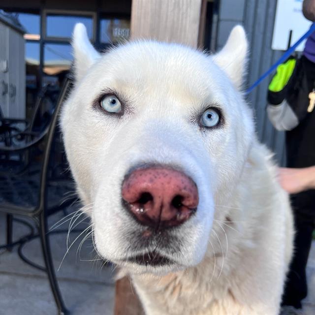 BEANS, Adoptable, Adult Male Husky.
