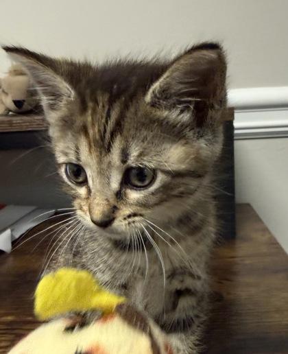 Diamond, Adoptable, Kitten Female Domestic Short Hair & Domestic Short Hair.