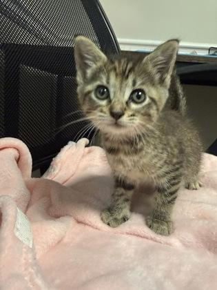 Diamond, a Adoptable mixed breed in Lawrenceville, GA image 2/2