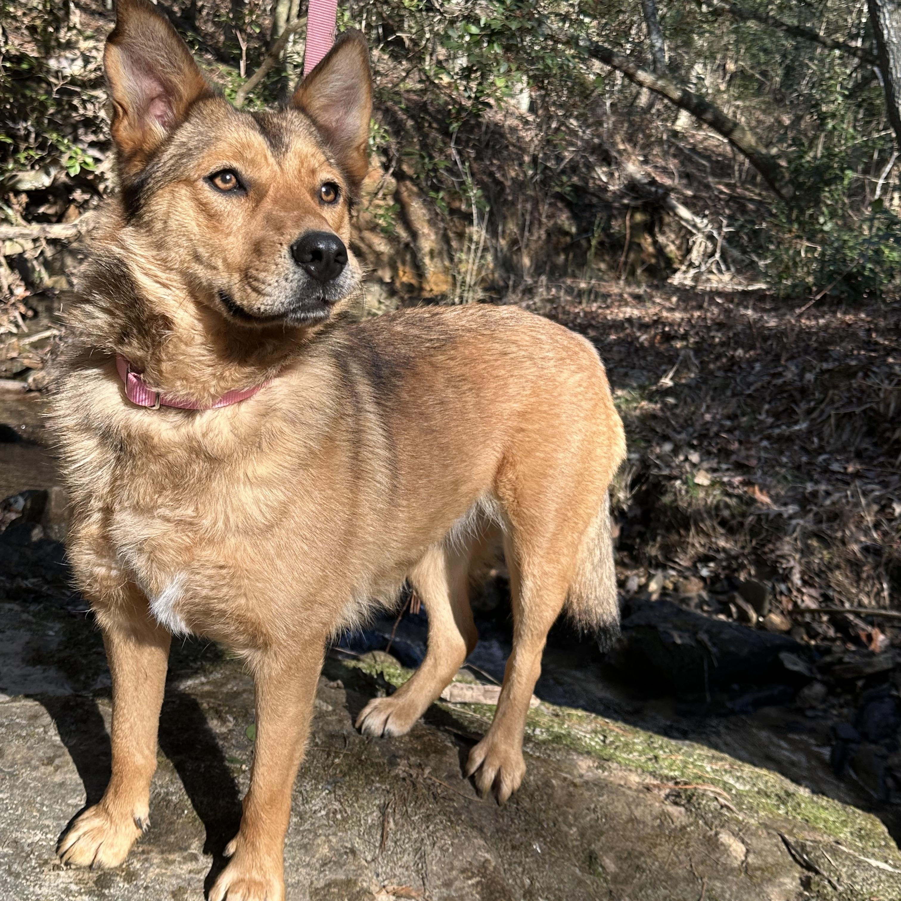 Enlarge Flora, a Adoptable mixed breed in Maiden, NC image 6/6