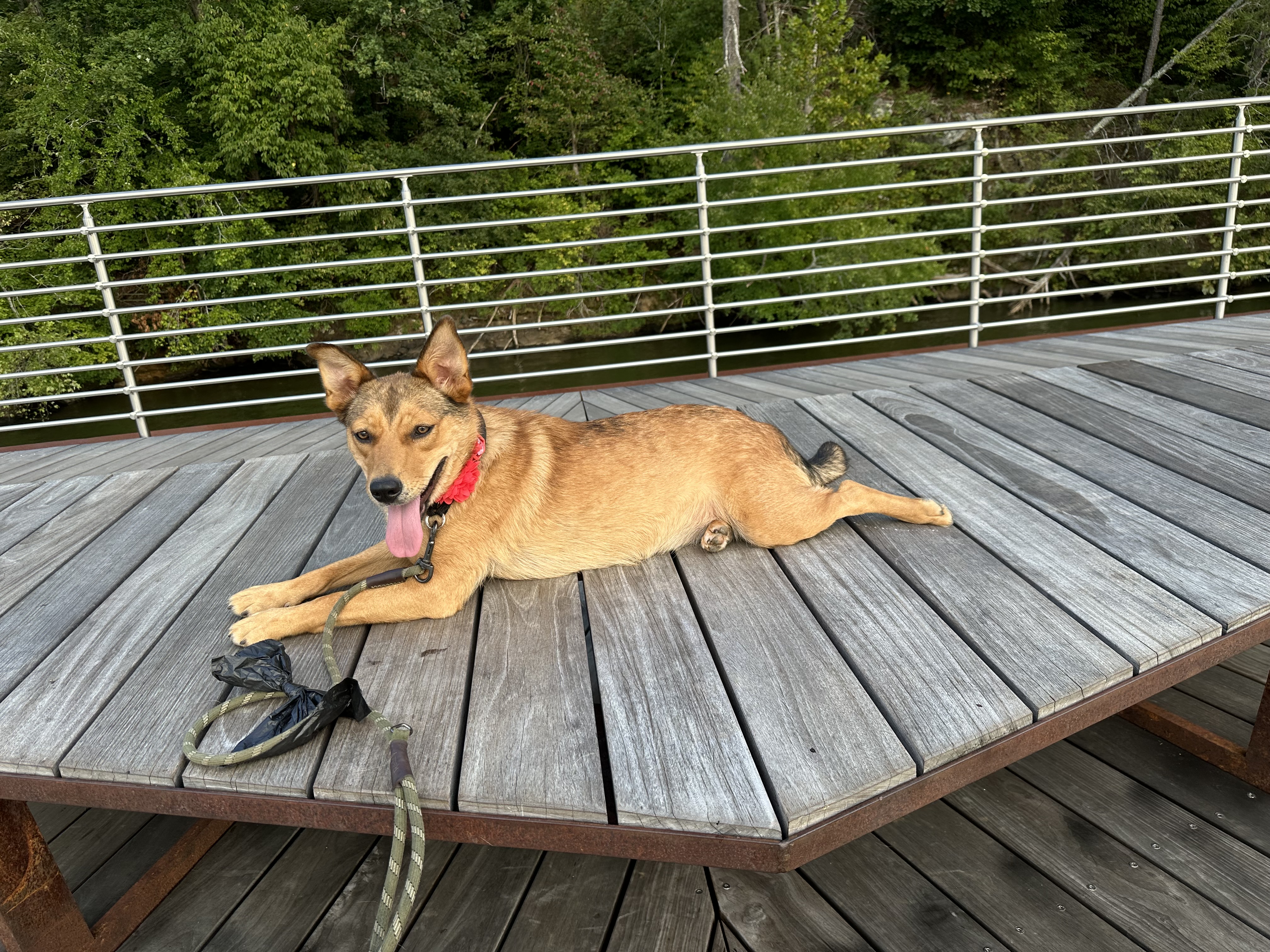 Enlarge Flora, a Adoptable mixed breed in Maiden, NC image 5/6