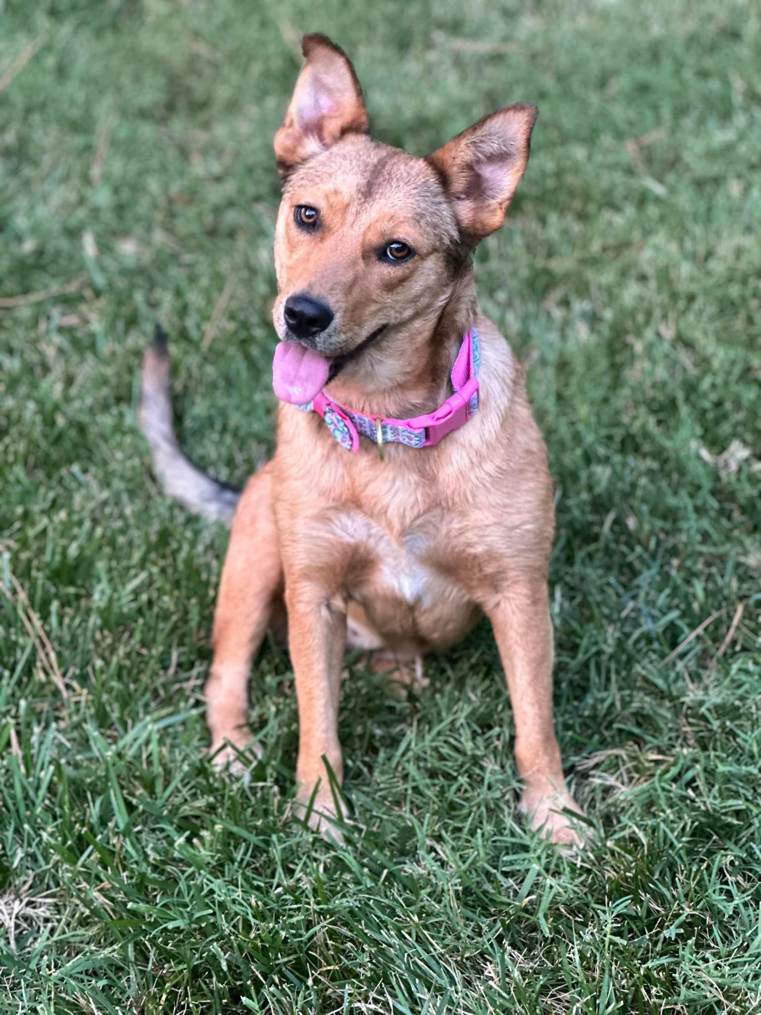 Enlarge Flora, a Adoptable mixed breed in Maiden, NC image 3/6