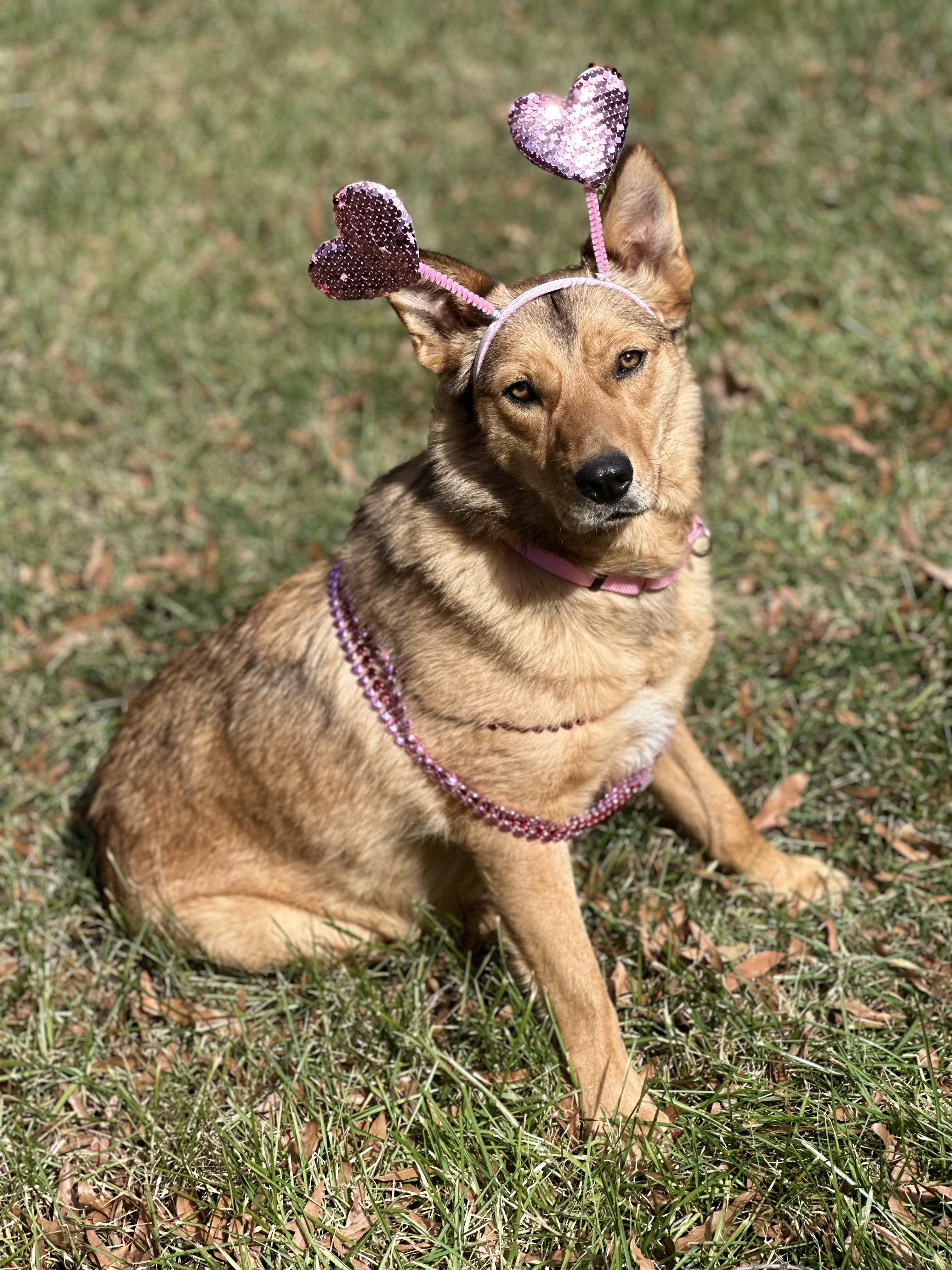Enlarge Flora, a Adoptable mixed breed in Maiden, NC image 2/6