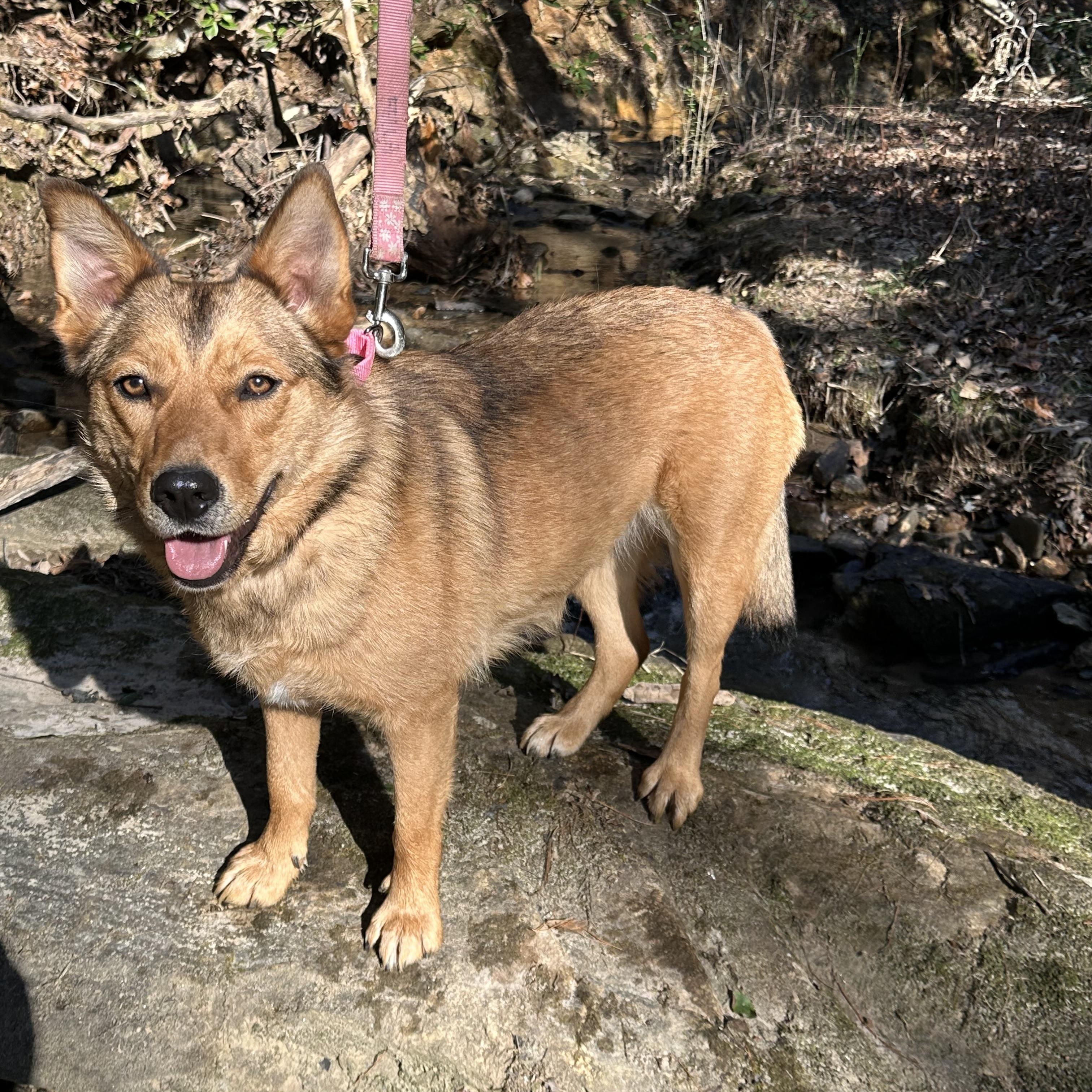 Enlarge Flora, a Adoptable mixed breed in Maiden, NC image 1/6