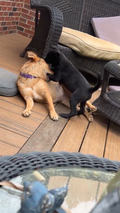 Enlarge Flora, a Adoptable mixed breed in Maiden, NC video 4/6