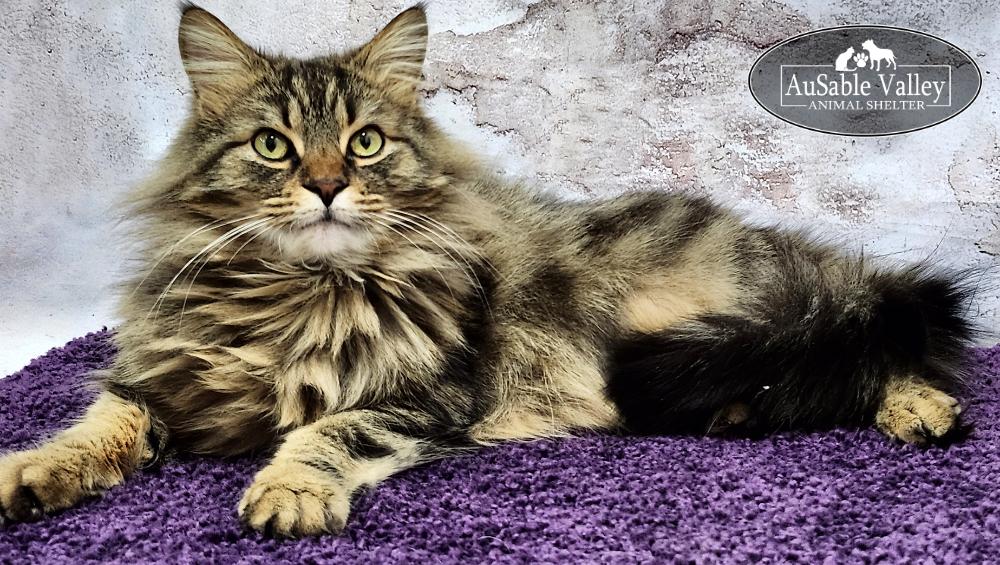 Enlarge Bravey, an adopted Domestic Long Hair in Grayling, MI image 5/6