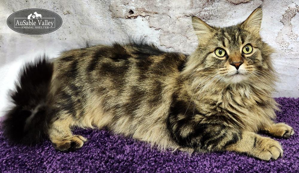 Enlarge Bravey, an adopted Domestic Long Hair in Grayling, MI image 4/6