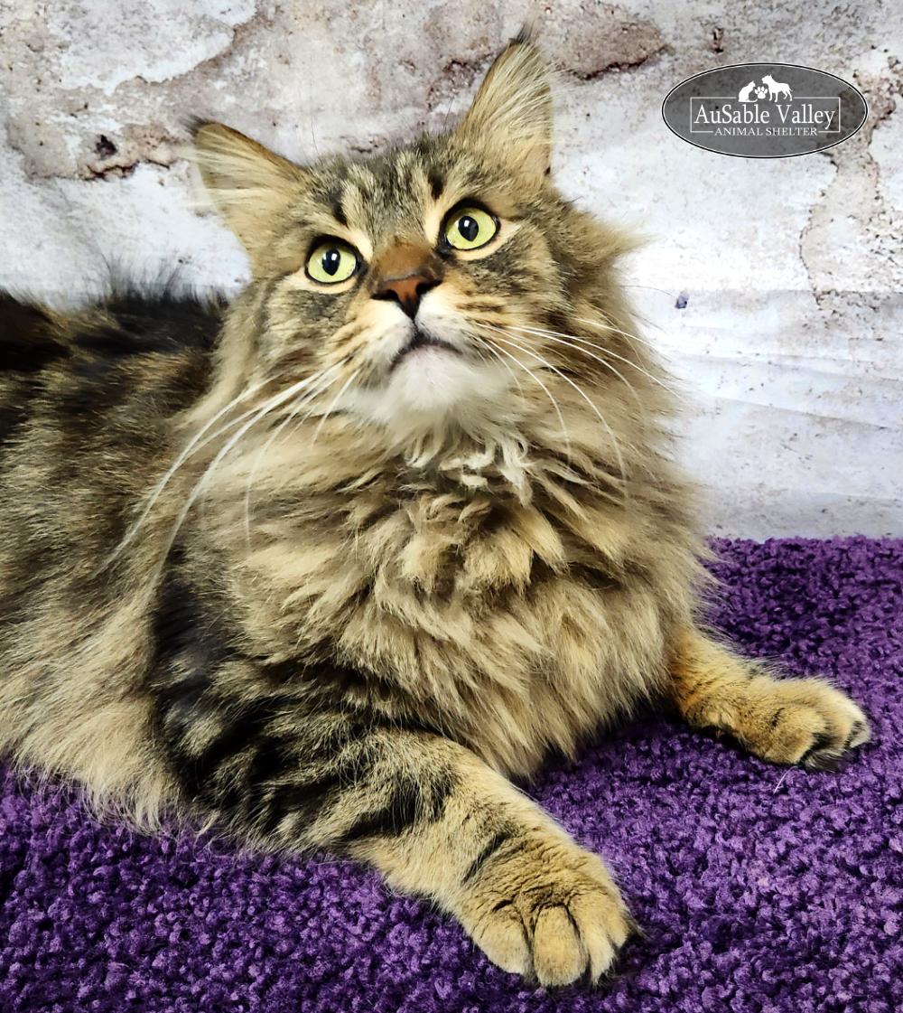 Enlarge Bravey, an adopted Domestic Long Hair in Grayling, MI image 2/6