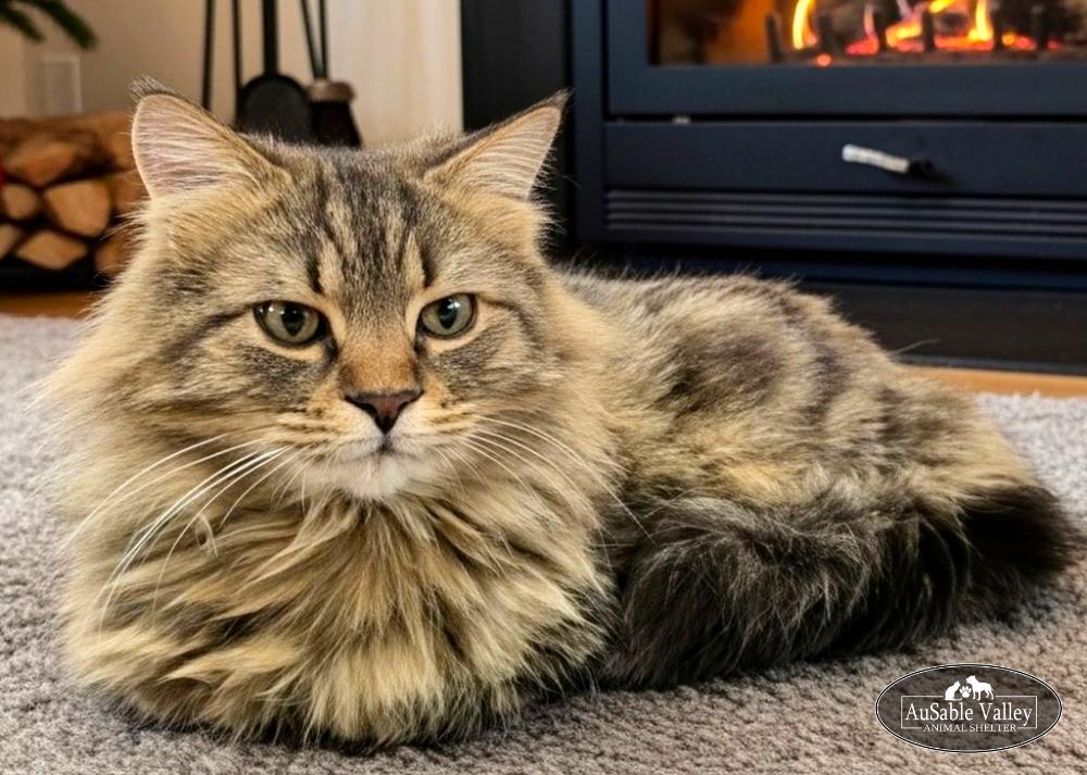 Enlarge Bravey, an adopted Domestic Long Hair in Grayling, MI image 6/6