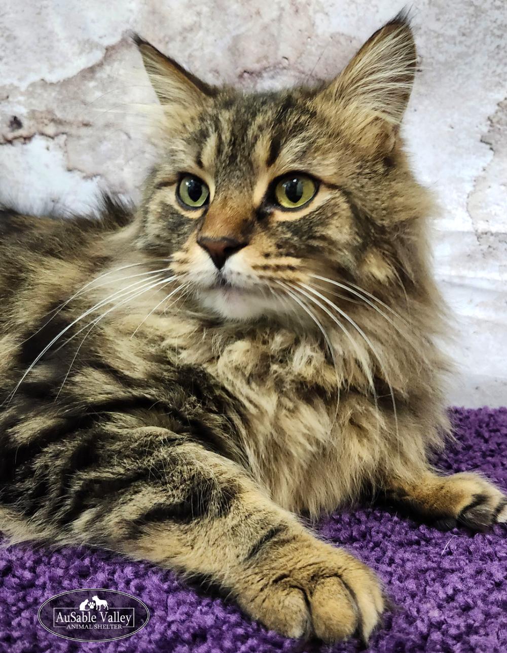 Enlarge Bravey, an adopted Domestic Long Hair in Grayling, MI image 3/6