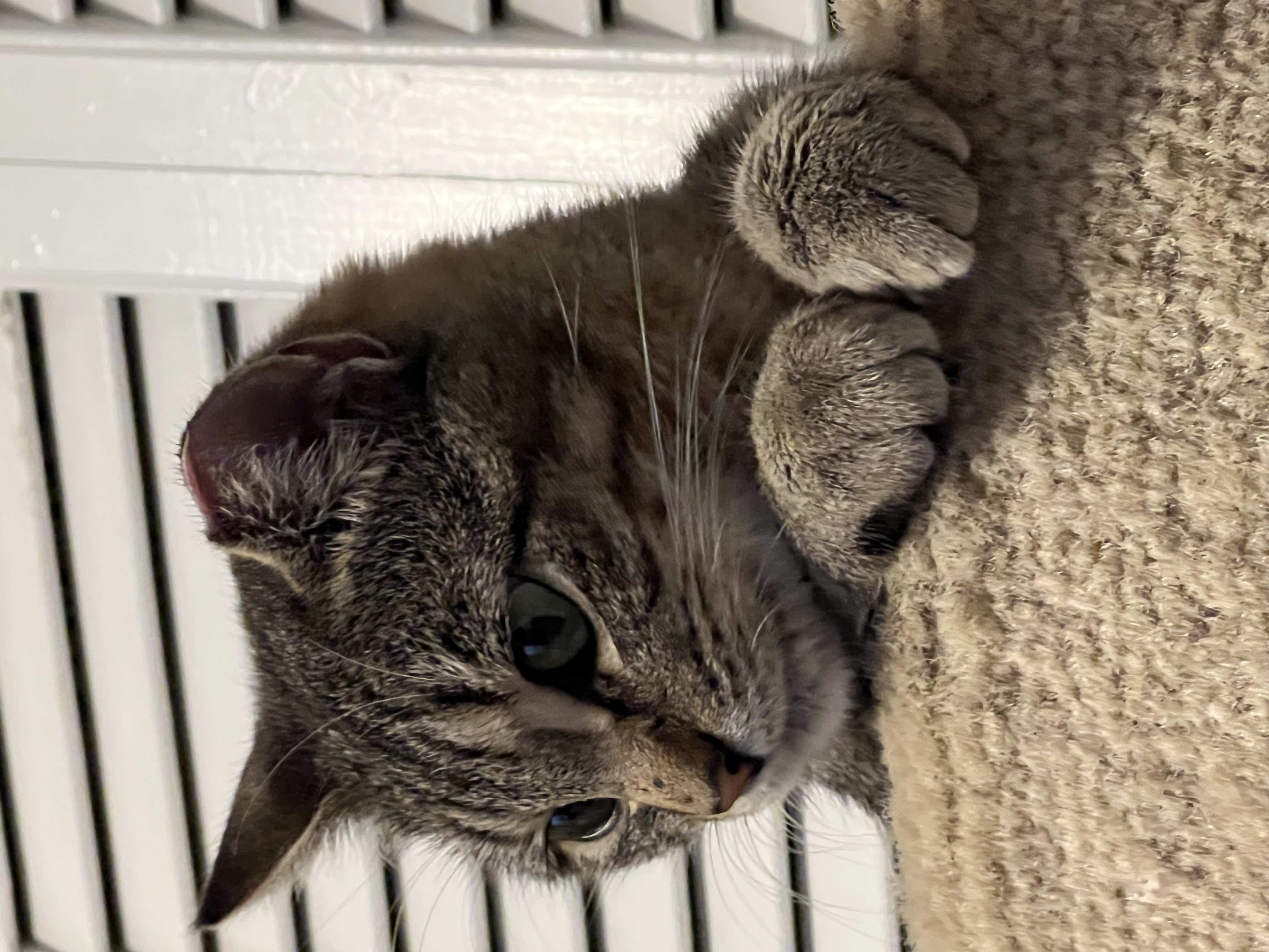 Harley (fostered with Zoro, son)