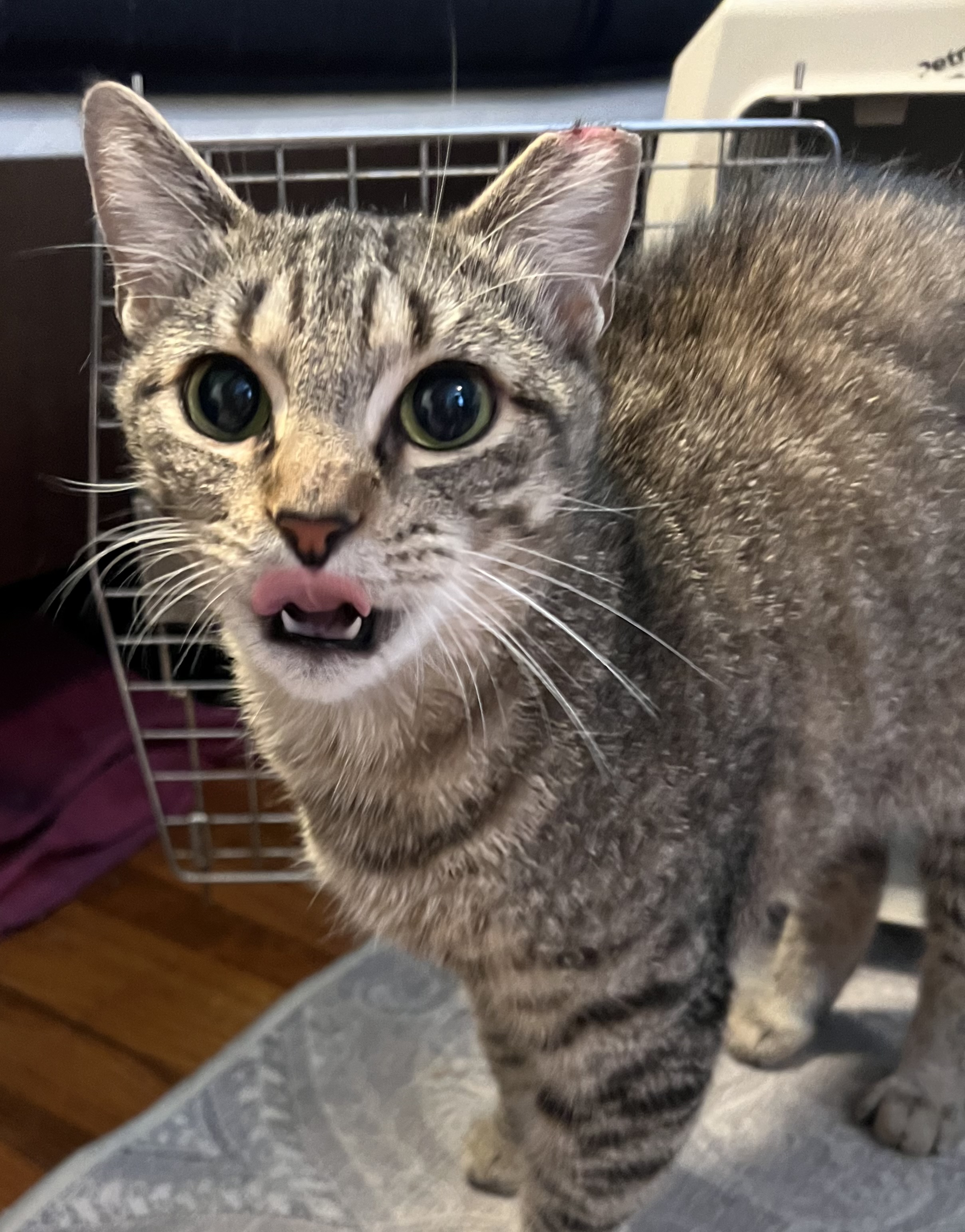 Harley (fostered with Zoro, son)