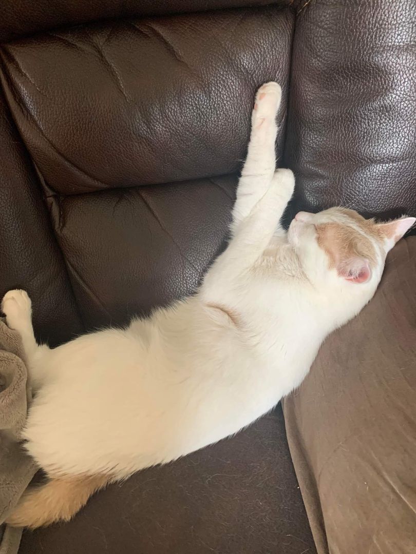 Hunter, a Adoptable Domestic Short Hair in Lucknow, ON image 1/4