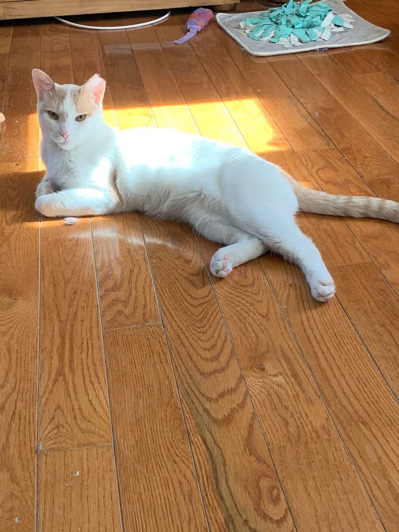 Hunter, a Adoptable Domestic Short Hair in Lucknow, ON image 2/4