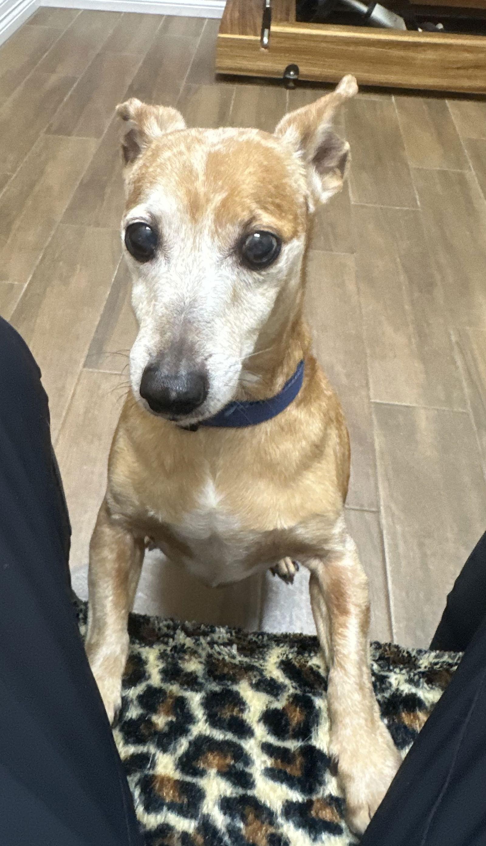 Captain, Adoptable, Adult Male Dachshund.