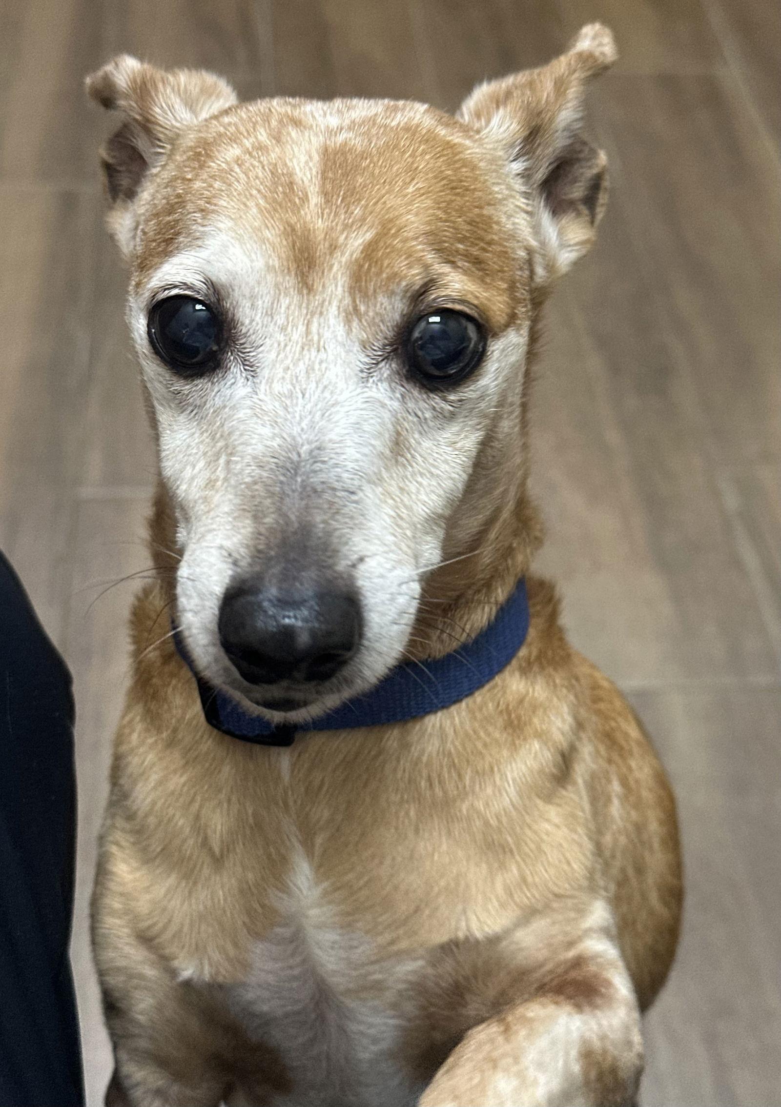 Enlarge Captain, a Adoptable Dachshund in Pearland, TX image 2/3