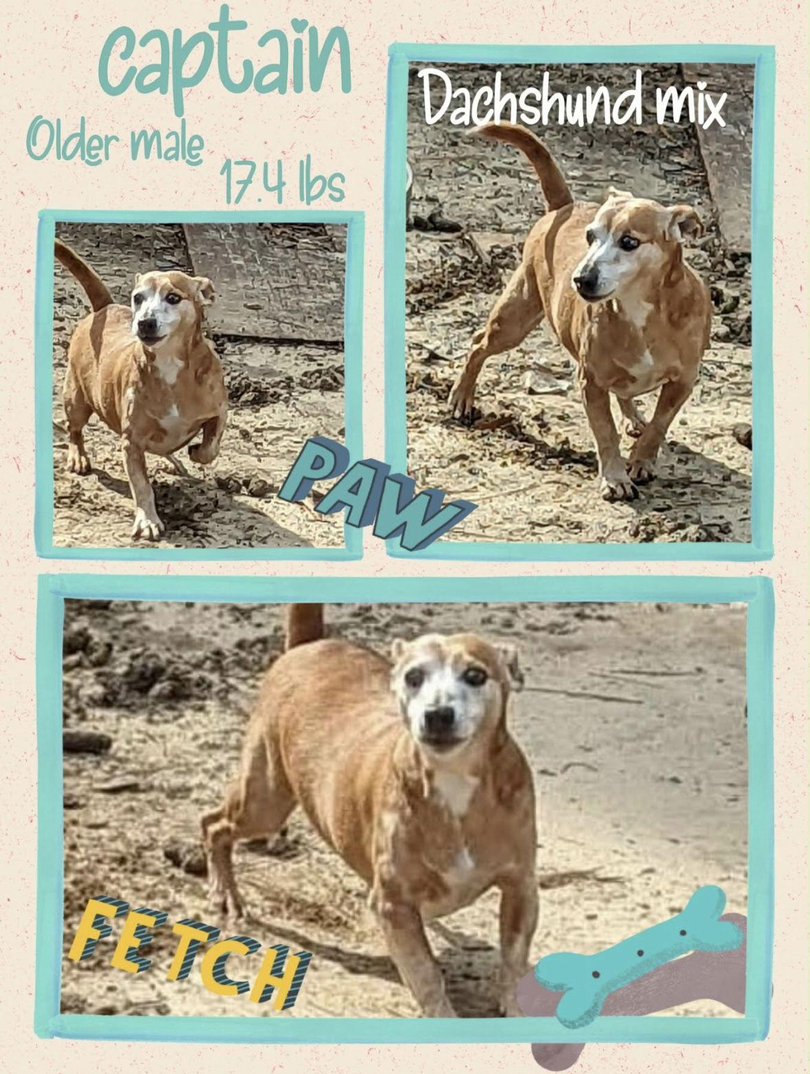 Enlarge Captain, a Adoptable Dachshund in Pearland, TX image 3/3