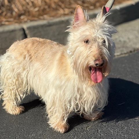 Angus Daniel 22169, Adoptable, Adult Male Scottish Terrier.
