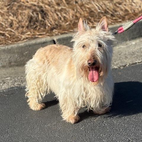 Enlarge Angus Daniel 22169, a Adoptable Scottish Terrier in Cumming, GA image 2/6