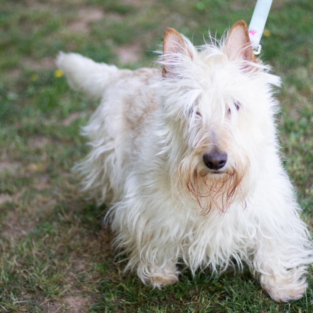 Enlarge Angus Daniel 22169, a Adoptable Scottish Terrier in Cumming, GA image 3/6