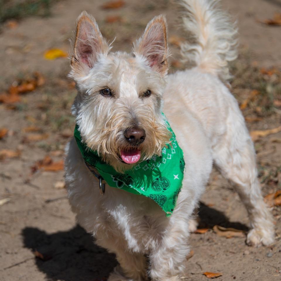 Enlarge Angus Daniel 22169, a Adoptable Scottish Terrier in Cumming, GA image 4/6