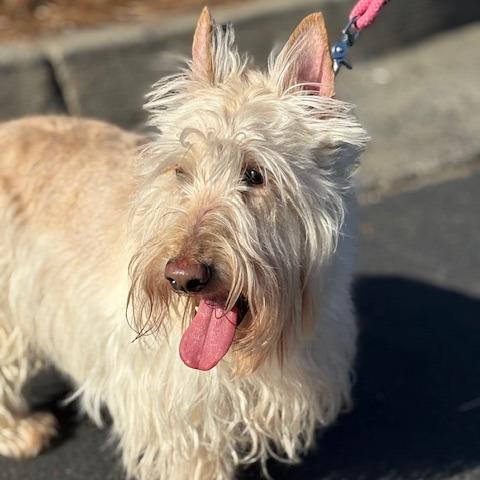 Enlarge Angus Daniel 22169, a Adoptable Scottish Terrier in Cumming, GA image 5/6