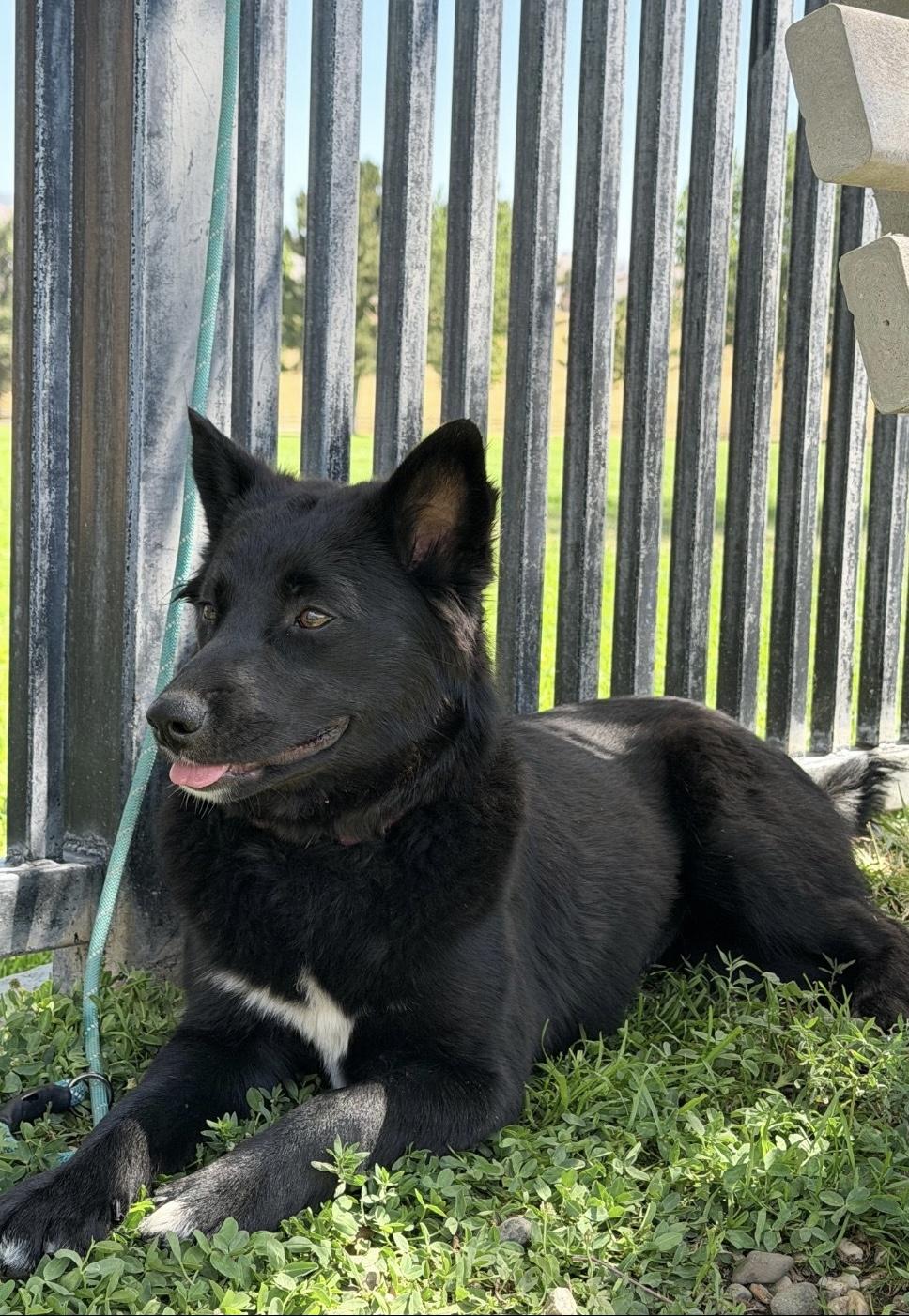 Nova, a ADOPTABLE mixed breed in Oakland, CA image 4/4