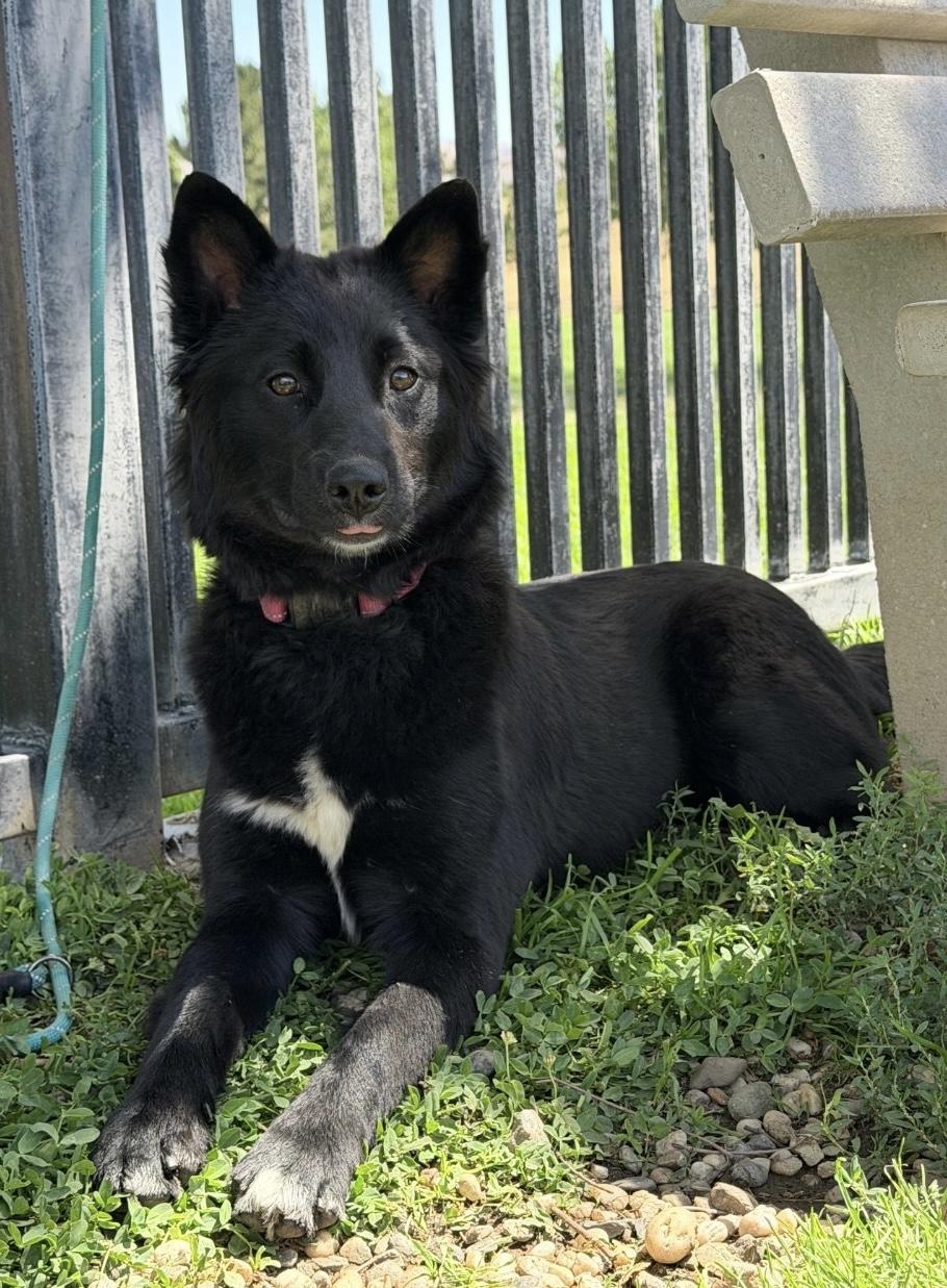 Nova, ADOPTABLE, Young Female Australian Shepherd & Border Collie.