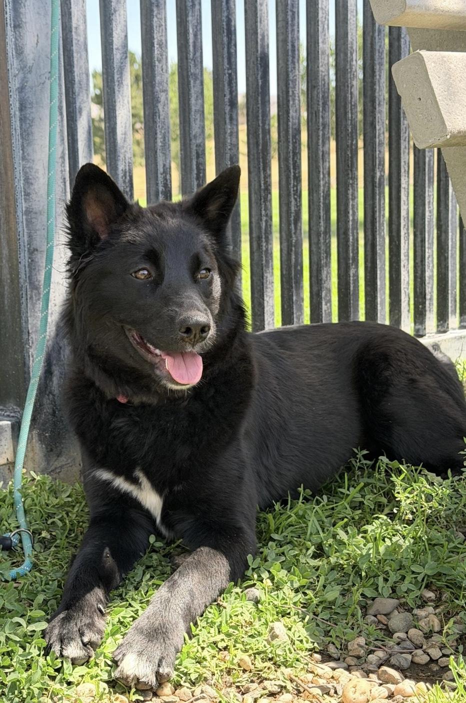 Nova, a ADOPTABLE mixed breed in Oakland, CA image 2/4